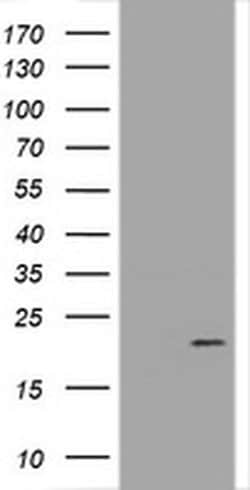 GADD45G Monoclonal Antibody (OTI1F2), TrueMAB , OriGene:Antibodies:Primary