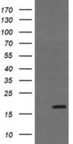 GADD45G Mouse anti-Human, Clone: OTI1D10, lyophilized, TrueMAB 100 &mu;g;
