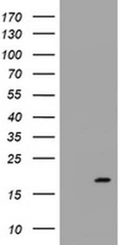 GADD45G Monoclonal Antibody (OTI2D7), TrueMAB , OriGene 30 &mu;L | Buy Online | OriGene | Fisher Scientific