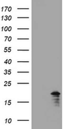 GADD45G Monoclonal Antibody (OTI7G10), TrueMAB , OriGene:Antibodies:Primary