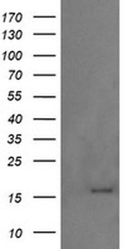 GADD45G Monoclonal Antibody (OTI1E4), TrueMAB , OriGene 100 &mu;L; Unconjugated:Antibodies,