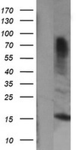 GADD45G Monoclonal Antibody (OTI1G2), TrueMAB , OriGene:Antibodies:Primary
