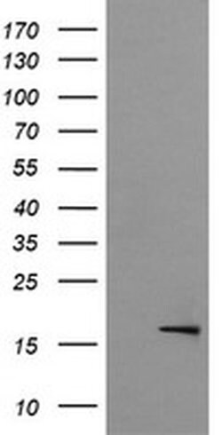GADD45G Monoclonal Antibody (OTI2D2), TrueMAB , OriGene 100 &mu;L; Unconjugated:Antibodies,