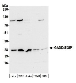 GADD45GIP1/CRIF1 Polyclonal Antibody, Bethyl Laboratories 20 &mu;L; Unconjugated:Antibodies,