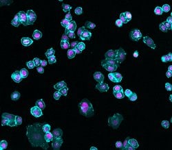 Invitrogen Goat anti-Human IgG (H+L) Cross-Adsorbed Secondary Antibody,