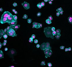 Invitrogen™ Goat anti-Human IgG (H+L) Cross-Adsorbed Secondary Antibody, Alexa Fluor™ Plus 405