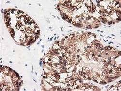 GALE Mouse anti-Canine, Human, Rat, Clone: OTI1C4, lyophilized, TrueMAB