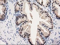 GALE Mouse anti-Canine, Human, Rat, Clone: OTI1C4, lyophilized, TrueMAB