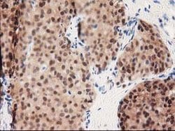 GALE Mouse anti-Canine, Human, Rat, Clone: OTI1C4, lyophilized, TrueMAB