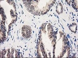 GALE Mouse anti-Canine, Human, Rat, Clone: OTI1C4, lyophilized, TrueMAB