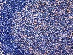 GALE Mouse anti-Canine, Human, Rat, Clone: OTI1C4, lyophilized, TrueMAB