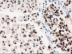 GALE Mouse anti-Canine, Human, Rat, Clone: OTI1C4, lyophilized, TrueMAB