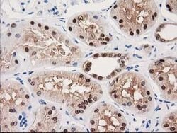 GALE Mouse anti-Canine, Human, Rat, Clone: OTI1C4, lyophilized, TrueMAB