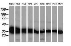 GALE Mouse anti-Canine, Human, Rat, Clone: OTI1C4, lyophilized, TrueMAB