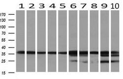 GALE Mouse anti-Canine, Human, Rat, Clone: OTI1C4, lyophilized, TrueMAB