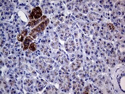 GALNT10 Monoclonal Antibody (OTI2A12), TrueMAB , OriGene 100 &mu;L; Unconjugated:Antibodies,