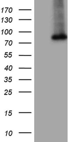 GALNT10 Monoclonal Antibody (OTI2A12), TrueMAB , OriGene 100 &mu;L; Unconjugated:Antibodies,