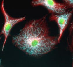 Invitrogen Goat anti-Mouse IgG (H+L) Highly Cross-Adsorbed Secondary Antibody,