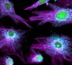 Invitrogen Goat anti-Mouse IgG (H+L) Highly Cross-Adsorbed Secondary Antibody,