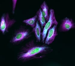 Invitrogen™ Goat anti-Mouse IgG (H+L) Highly Cross-Adsorbed Secondary Antibody, Alexa Fluor™ Plus 405