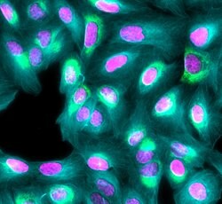Invitrogen Goat anti-Mouse IgG (H+L) Highly Cross-Adsorbed Secondary Antibody,