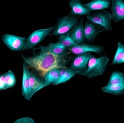 Invitrogen Goat anti-Mouse IgG (H+L) Highly Cross-Adsorbed Secondary Antibody,