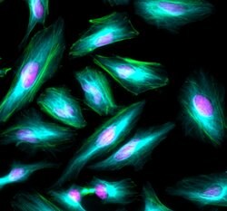 Invitrogen Goat anti-Mouse IgG (H+L) Highly Cross-Adsorbed Secondary Antibody,