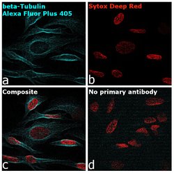 Invitrogen™ Goat anti-Mouse IgG (H+L) Superclonal™ Secondary Antibody, Alexa Fluor™ Plus 405