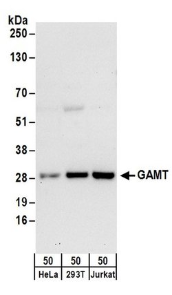 GAMT Rabbit anti-Human, Polyclonal, Bethyl Laboratories 100 &mu;l; Unlabeled:Antibodies,