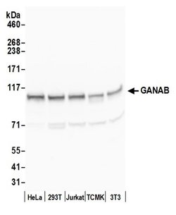 GANAB/Glucosidase II Subunit alpha Rabbit anti-Human, Mouse, Polyclonal,