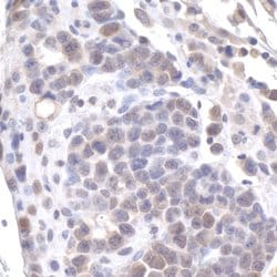 GAPDH Rabbit anti-Human, Mouse, Polyclonal, Bethyl Laboratories 100 &mu;l;