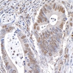 GAPDH Rabbit anti-Human, Mouse, Polyclonal, Bethyl Laboratories 100 &mu;l;