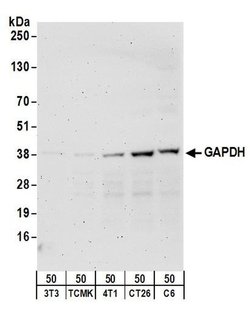 GAPDH Rabbit anti-Human, Mouse, Rat, Polyclonal, Bethyl Laboratories 100