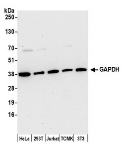 GAPDH Rabbit anti-Human, Mouse, Polyclonal, Bethyl Laboratories 100 &mu;l;
