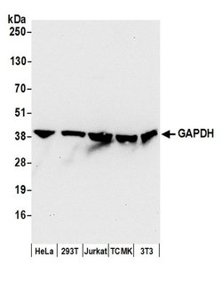 GAPDH Rabbit anti-Human, Mouse, Polyclonal, Bethyl Laboratories 100 &mu;L;