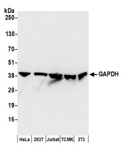 GAPDH Polyclonal Antibody, Bethyl Laboratories 20 &mu;L; Unconjugated:Antibodies,