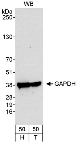 GAPDH Rabbit anti-Human, Mouse, Rat, Polyclonal, Bethyl Laboratories 100