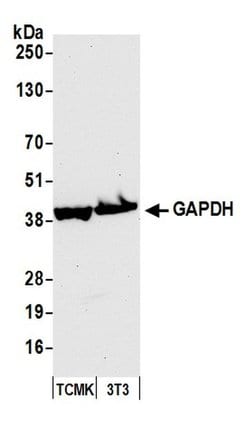 GAPDH Rabbit anti-Mouse, Polyclonal, Bethyl Laboratories 100 &mu;L; Unconjugated:Antibodies,