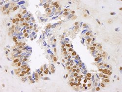 GAPDH Polyclonal Antibody, Bethyl Laboratories 10 &mu;L; Unconjugated:Antibodies,
