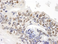 GAPDH Polyclonal Antibody, Bethyl Laboratories 100 &mu;L; Unconjugated:Antibodies,