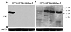 GAPDH Mouse anti-Canine, Human, Mouse, Rat, Clone: OTI2D9, liquid, TrueMAB