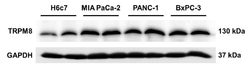 GAPDH Mouse anti-Canine, Human, Mouse, Rat, Clone: OTI2D9, liquid, TrueMAB
