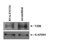 GAPDH Mouse anti-Canine, Human, Mouse, Rat, Clone: OTI2D9, liquid, TrueMAB
