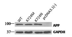 GAPDH Mouse anti-Canine, Human, Mouse, Rat, Clone: OTI2D9, liquid, TrueMAB