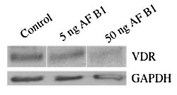 GAPDH Mouse anti-Canine, Human, Mouse, Rat, Clone: OTI2D9, liquid, TrueMAB