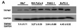 GAPDH Mouse anti-Canine, Human, Mouse, Rat, Clone: OTI2D9, liquid, TrueMAB