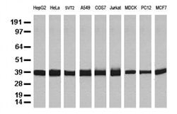 GAPDH Mouse anti-Canine, Human, Mouse, Rat, Clone: OTI2D9, liquid, TrueMAB