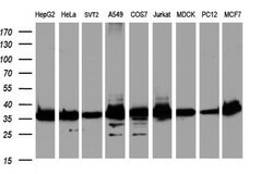 GAPDH Rabbit anti-Human, Mouse, Rat, Polyclonal, Origene 30 &mu;L; Unconjugated:Antibodies,