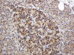 GAPDHS Mouse anti-Human, Clone: OTI1F6, lyophilized, TrueMAB 100 &mu;g;