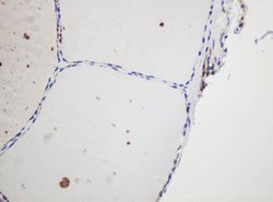 GAPDHS Mouse anti-Human, Clone: OTI1F6, lyophilized, TrueMAB 100 &mu;g;